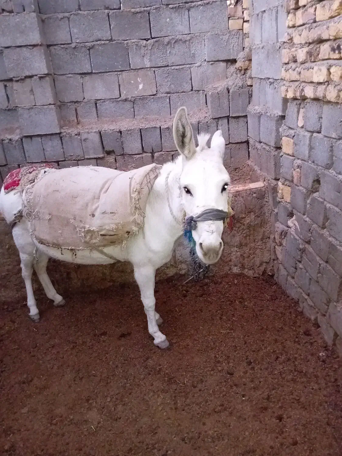 فروشیوتعویض باخرکار|حیوانات مزرعه|بوئین و میاندشت, |دیوار