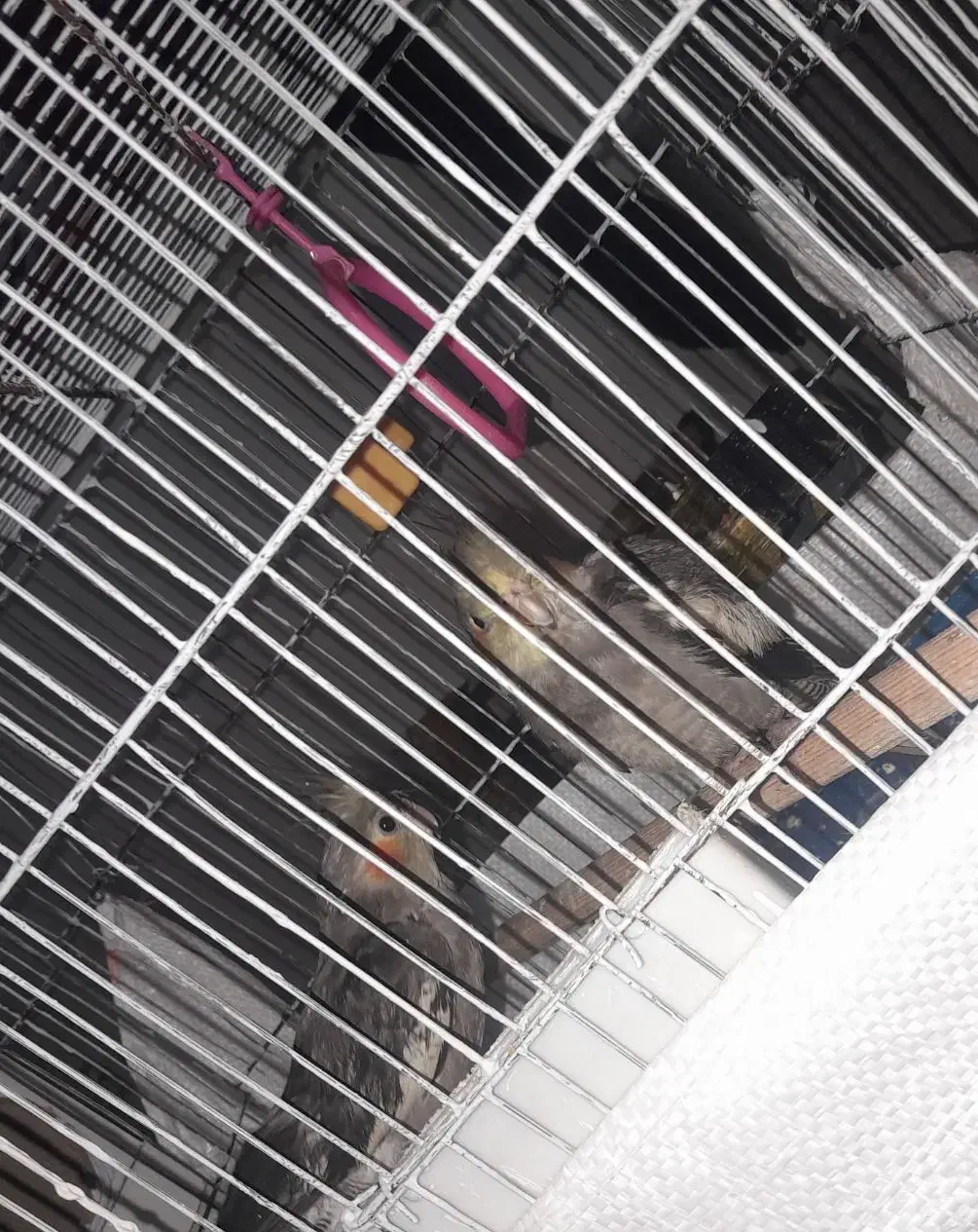 عروس هلندی و دوتا‌قفس|پرنده|همدان, |دیوار