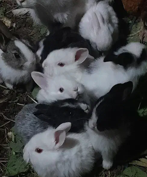 بچه خرگوش|موش و خرگوش|صباشهر, |دیوار