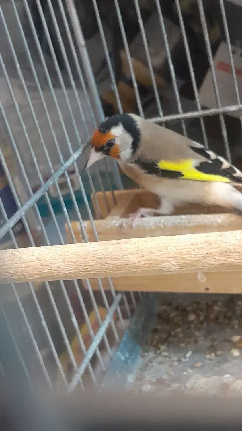 سهره گل بلند نر|پرنده|شیراز, شهرک جماران|دیوار