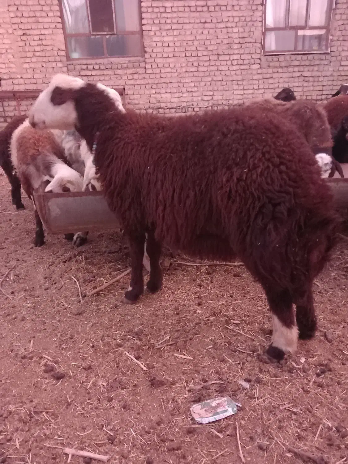 فروش فوری بره قوچی اصیل وذات دارضمانتی.|حیوانات مزرعه|فریمان, |دیوار