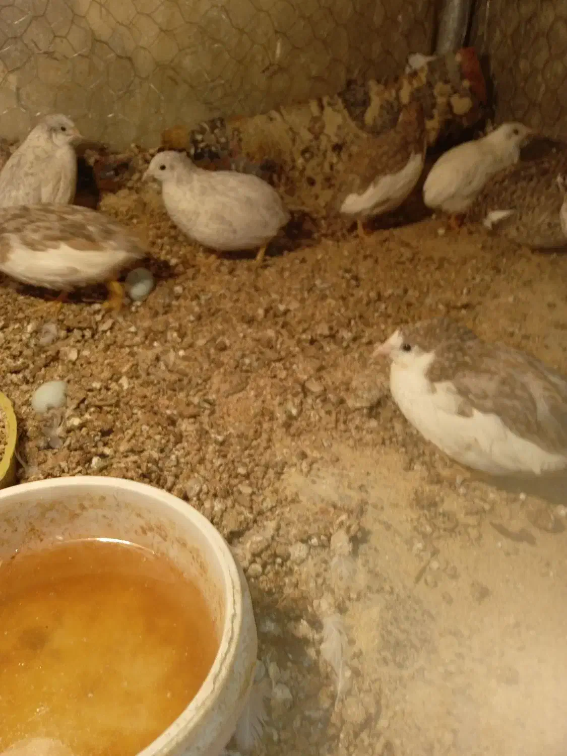 بلدرچین مینیاتوری زیبا|پرنده|گندمان, |دیوار