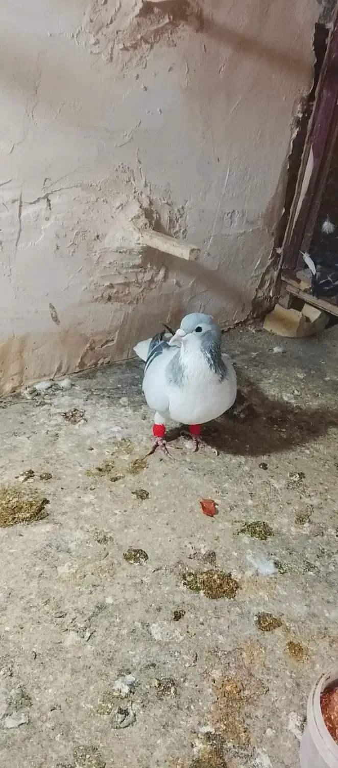 کفتر ساده سبز|پرنده|مشهد, خواجه ربیع|دیوار