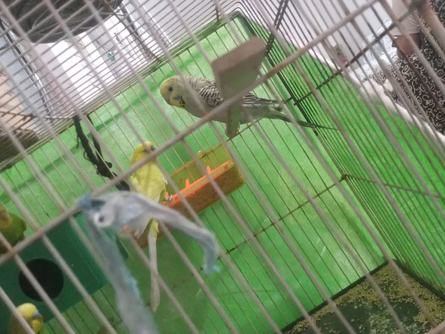 پرنده مرغ عشق بالغ جفتی ۴۵۰تومن|پرنده|مشهد, شهید قربانی|دیوار