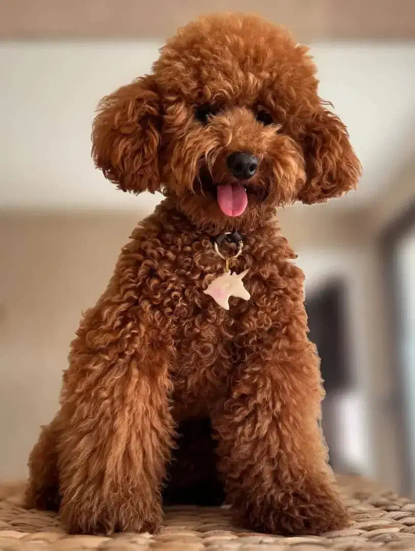 پودل توی|سگ|تهران, شهرک آزمایش|دیوار