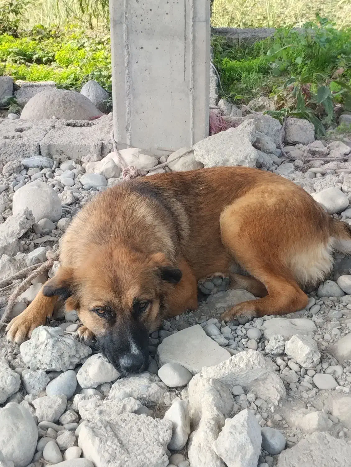 سگ یک ساله|سگ|نشتارود, |دیوار