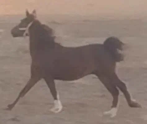 مادیون|اسب و تجهیزات اسبسواری|زرند, |دیوار