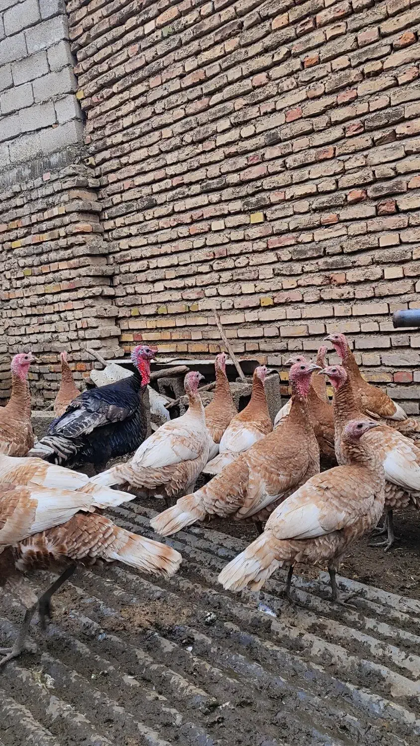 بوقلمون محلی|حیوانات مزرعه|مینودشت, |دیوار