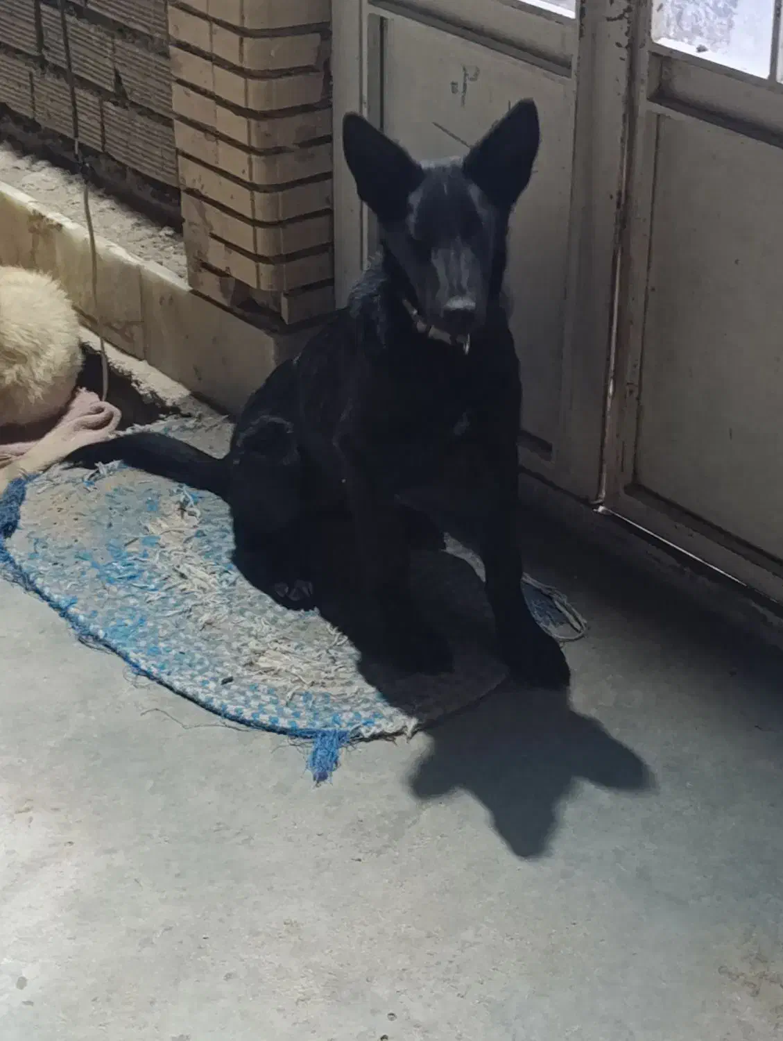 فروش یک سگ|سگ|بم, |دیوار