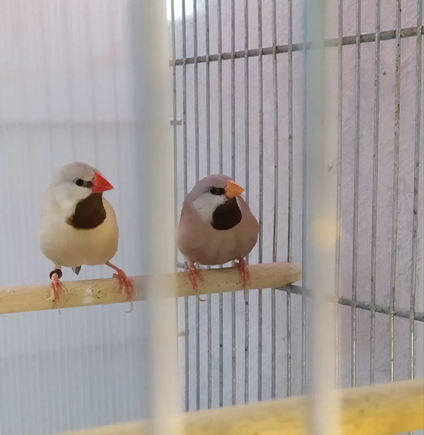 فنج|پرنده|شیراز, شاه قلی بیگی|دیوار