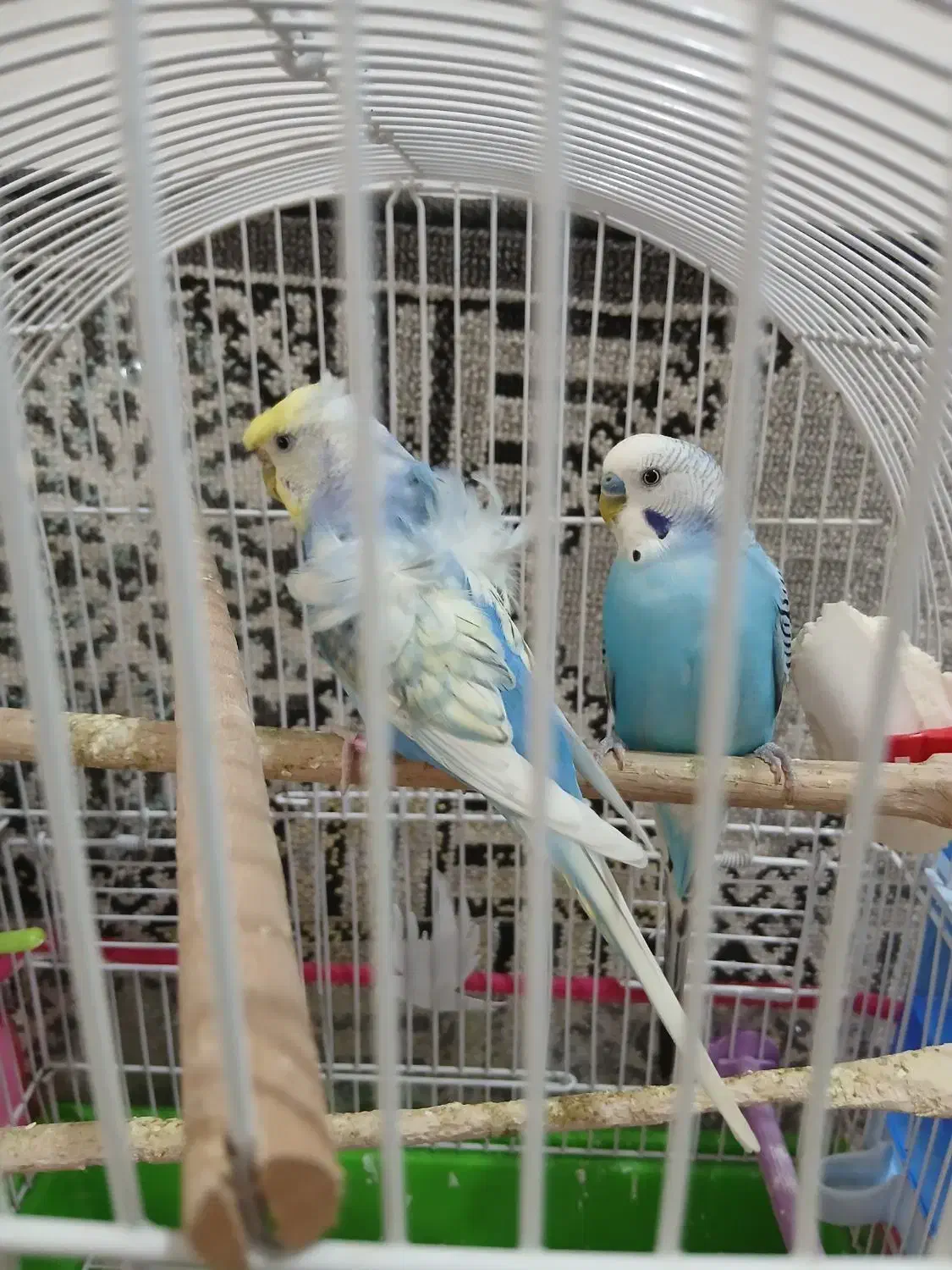 پرنده زینتی|پرنده|شاهرود, |دیوار