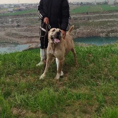 سگ سرابی|سگ|فاضل آباد, |دیوار