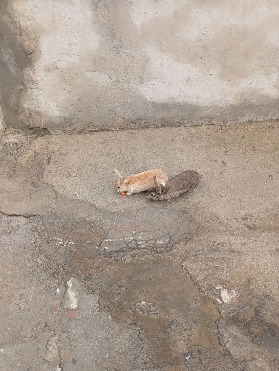 خرگوش|موش و خرگوش|خرم‌آباد, |دیوار