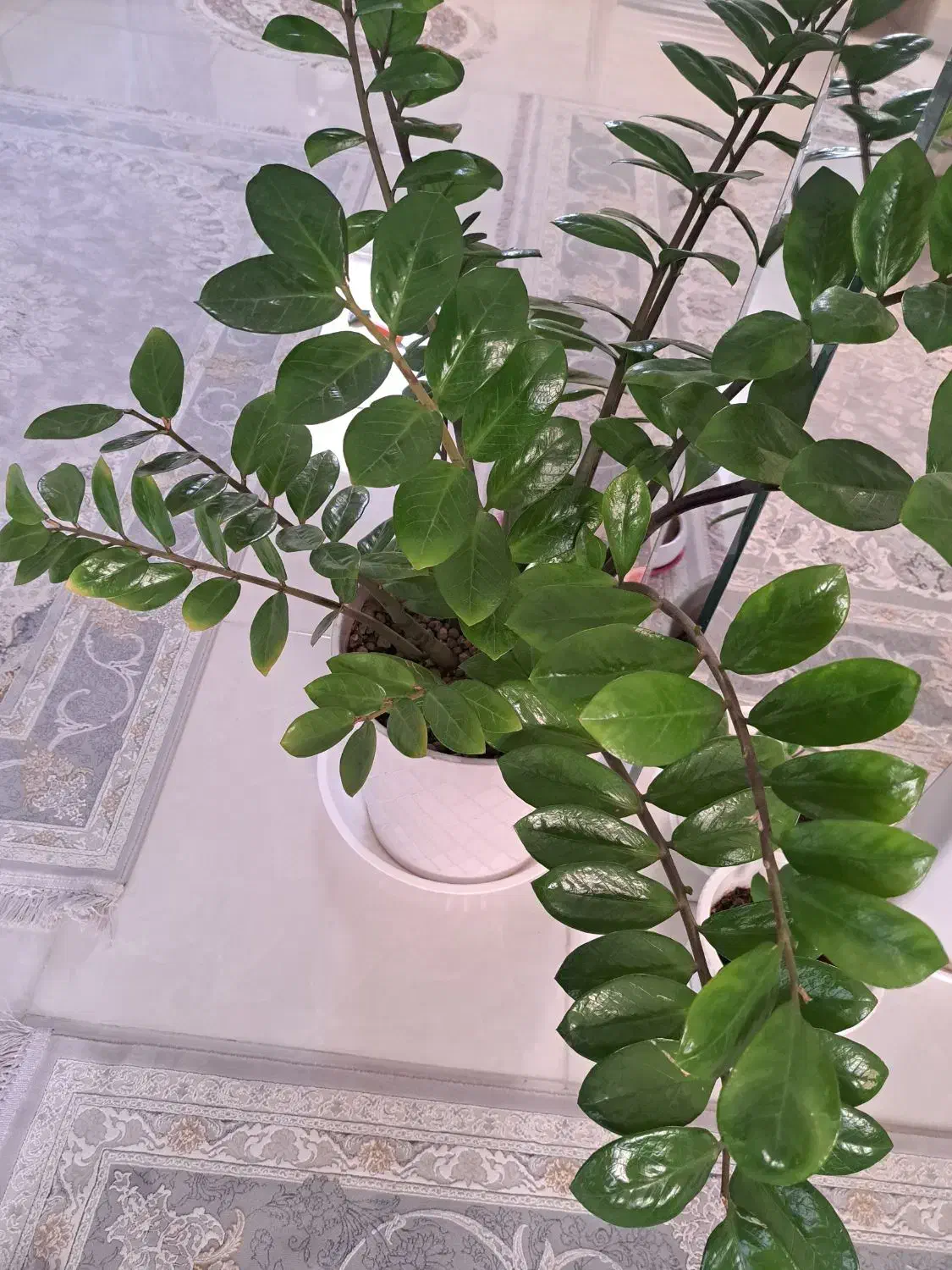 زاموفیلیا|گل و گیاه طبیعی|اصفهان, قائمیه|دیوار