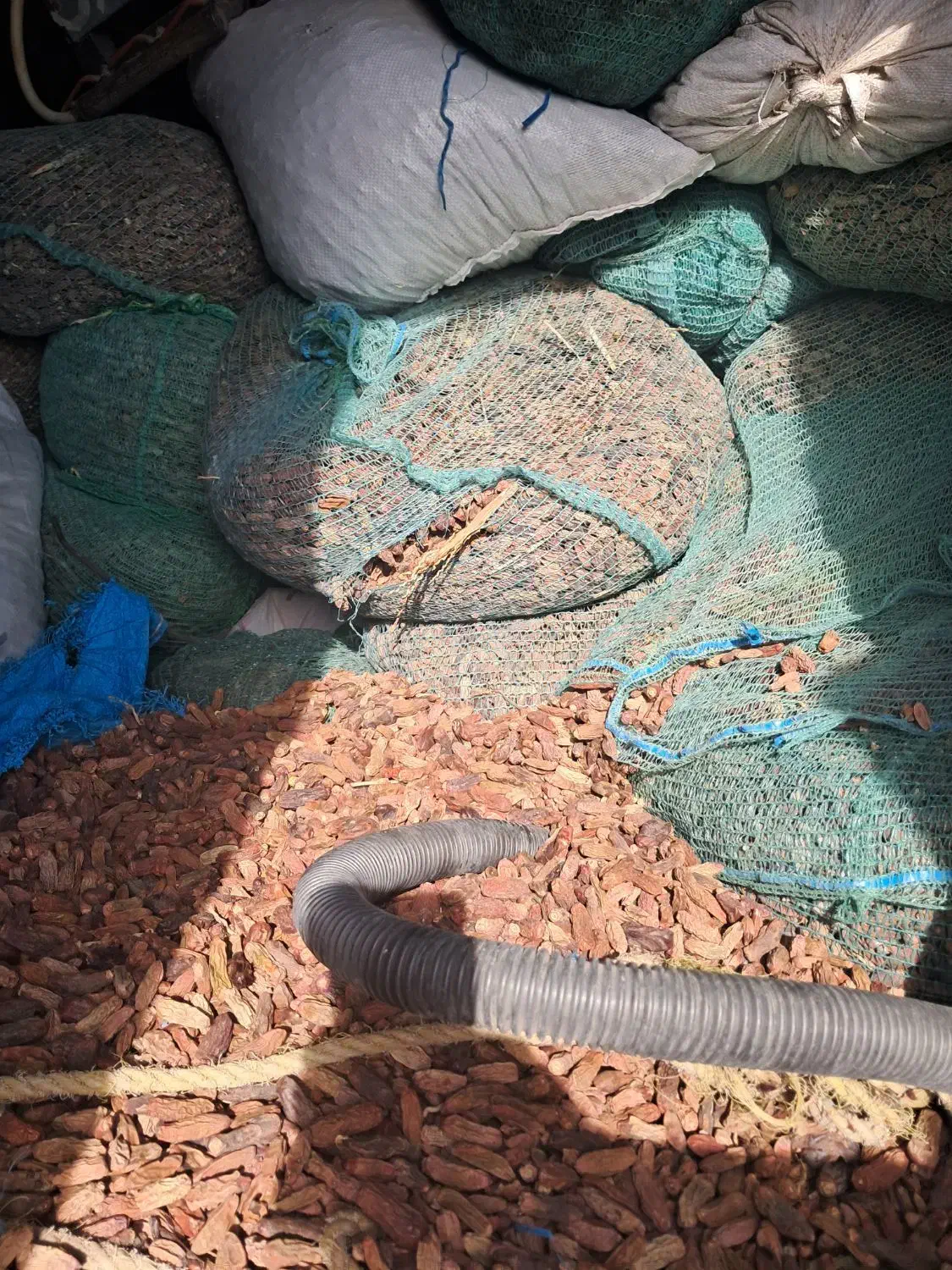 خرما  سلوکی|حیوانات مزرعه|جازموریان, |دیوار