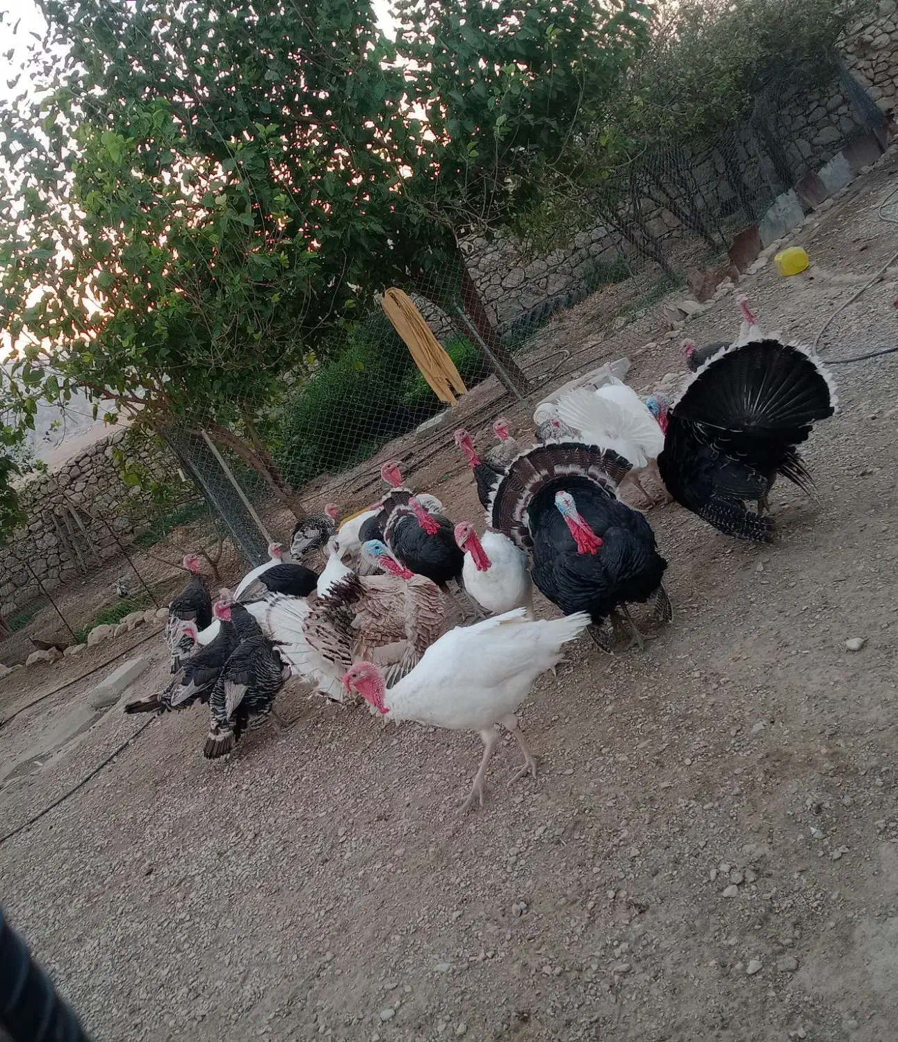 بوقلمون نر و ماده|حیوانات مزرعه|لیکک, |دیوار