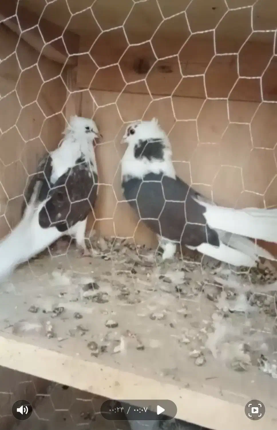 کفتر جفت پشتدار کاکلی سیاه|پرنده|صفادشت, |دیوار