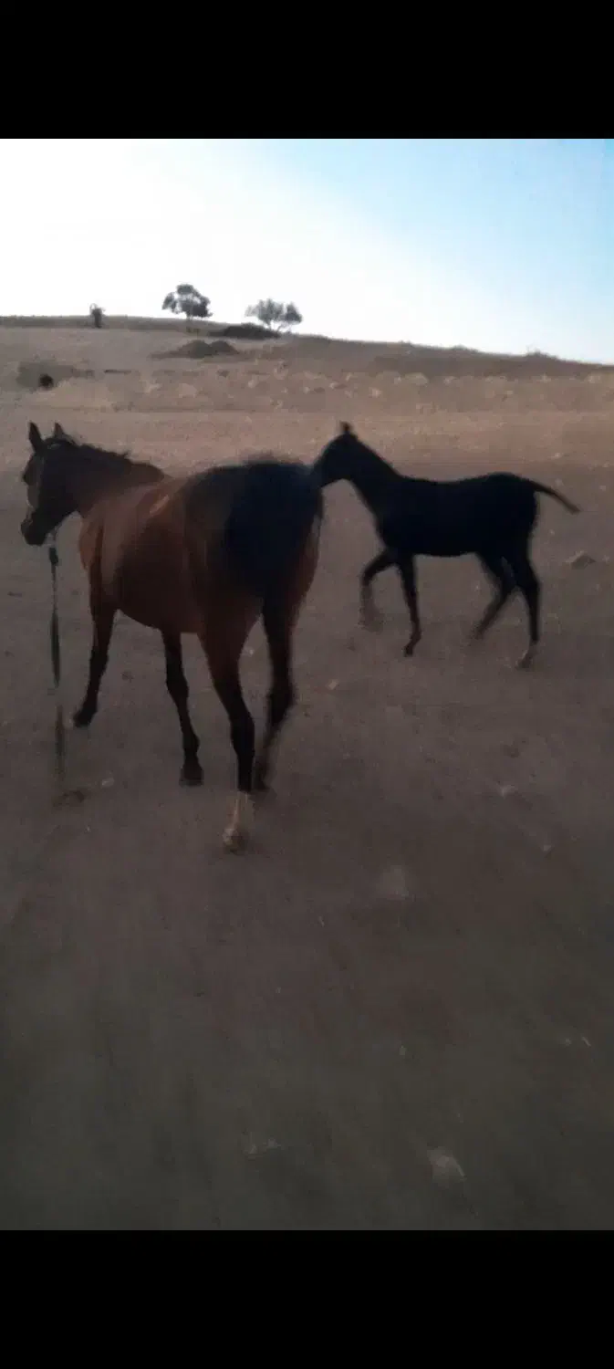 دو راس مادیون با یک کره نریون پنج ماهه|اسب و تجهیزات اسب‌سواری|دورود, |دیوار