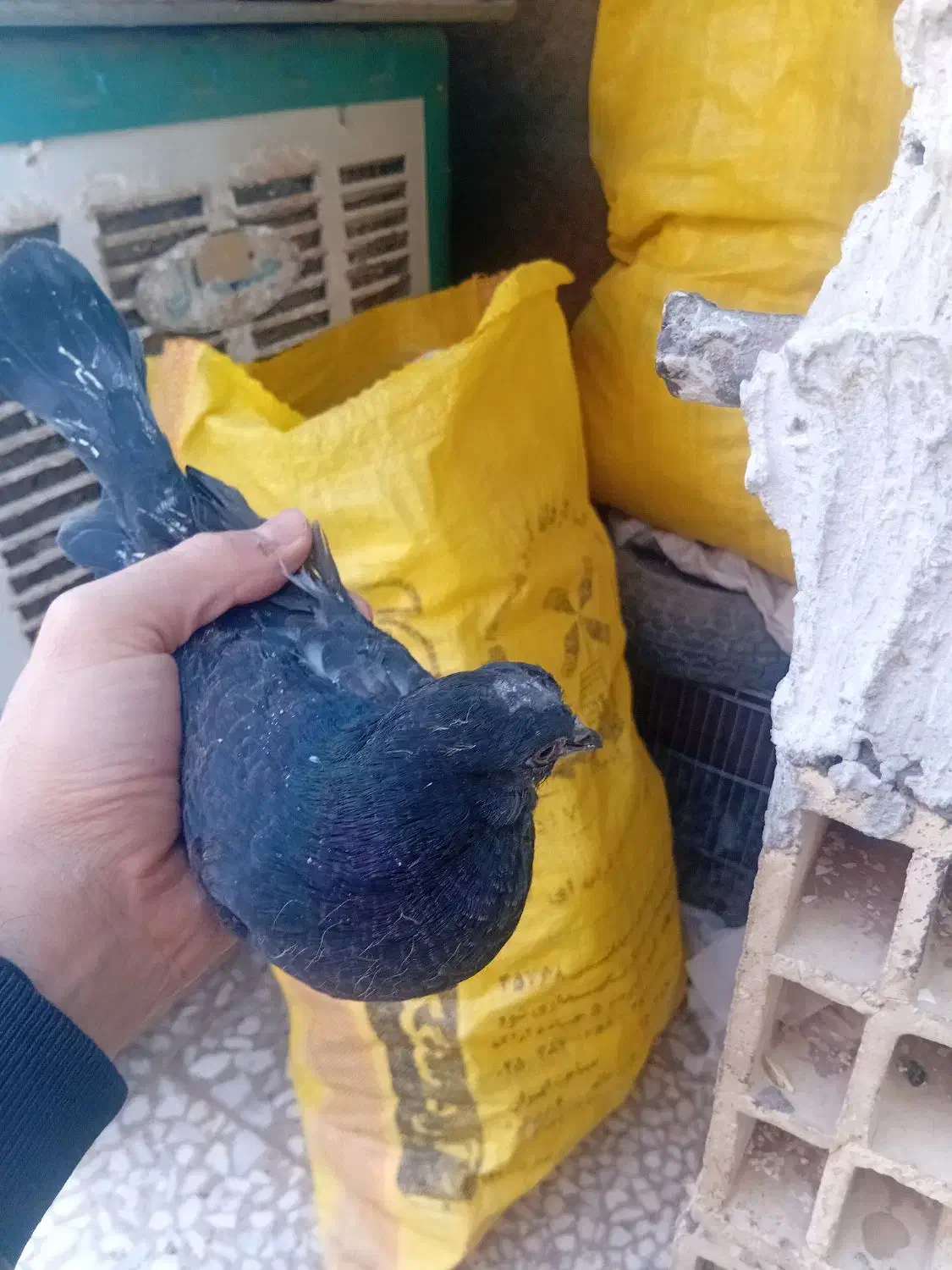 جوجه جیروماده طوقی|پرنده|قم, ولیعصر|دیوار