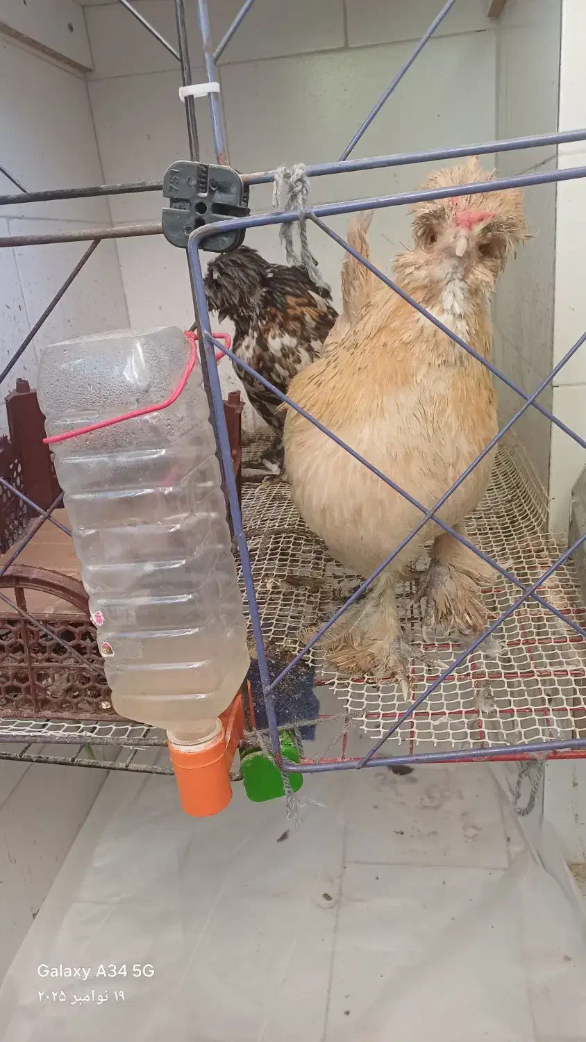 مرغ سلطان|حیوانات مزرعه|قم, بکایی|دیوار