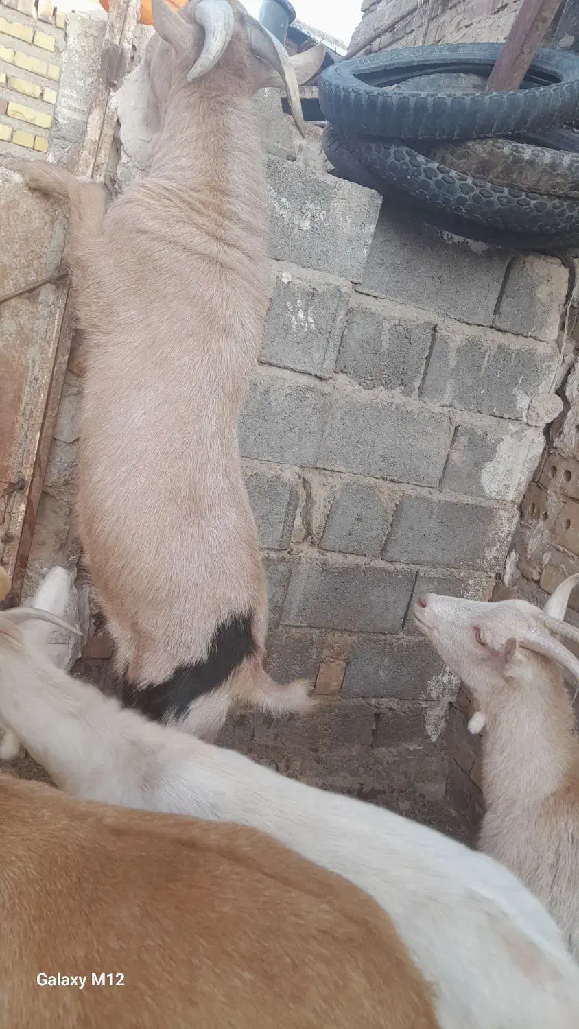 نر بز مور سان با خلوص بالا|حیوانات مزرعه|تایباد, |دیوار