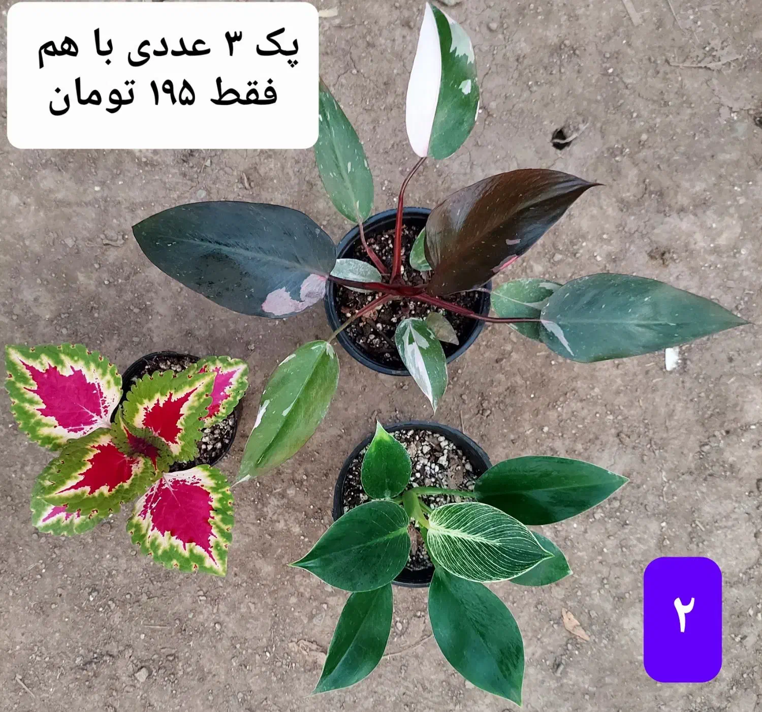 گل های زیبا|گل و گیاه طبیعی|فاضل آباد, |دیوار