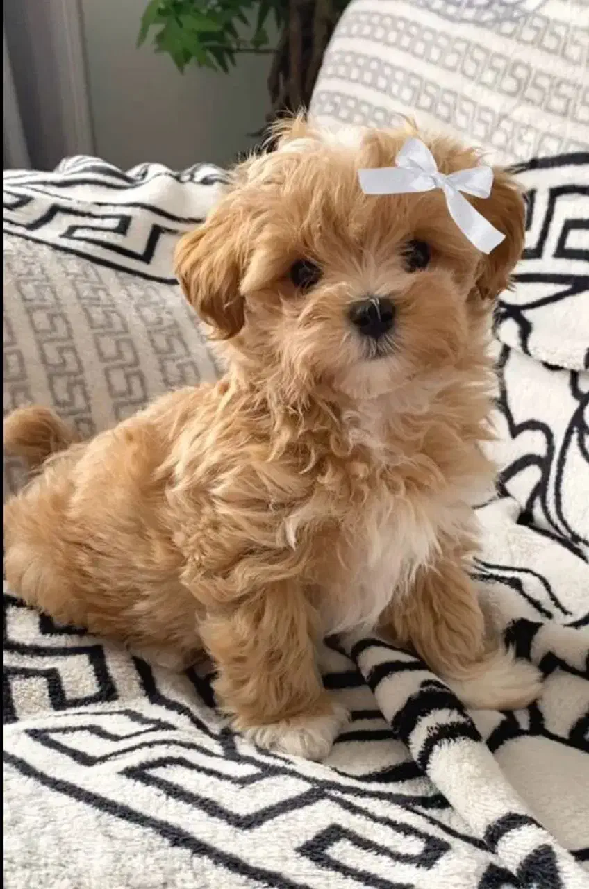 پودل|سگ|تهران, شهرک آزمایش|دیوار