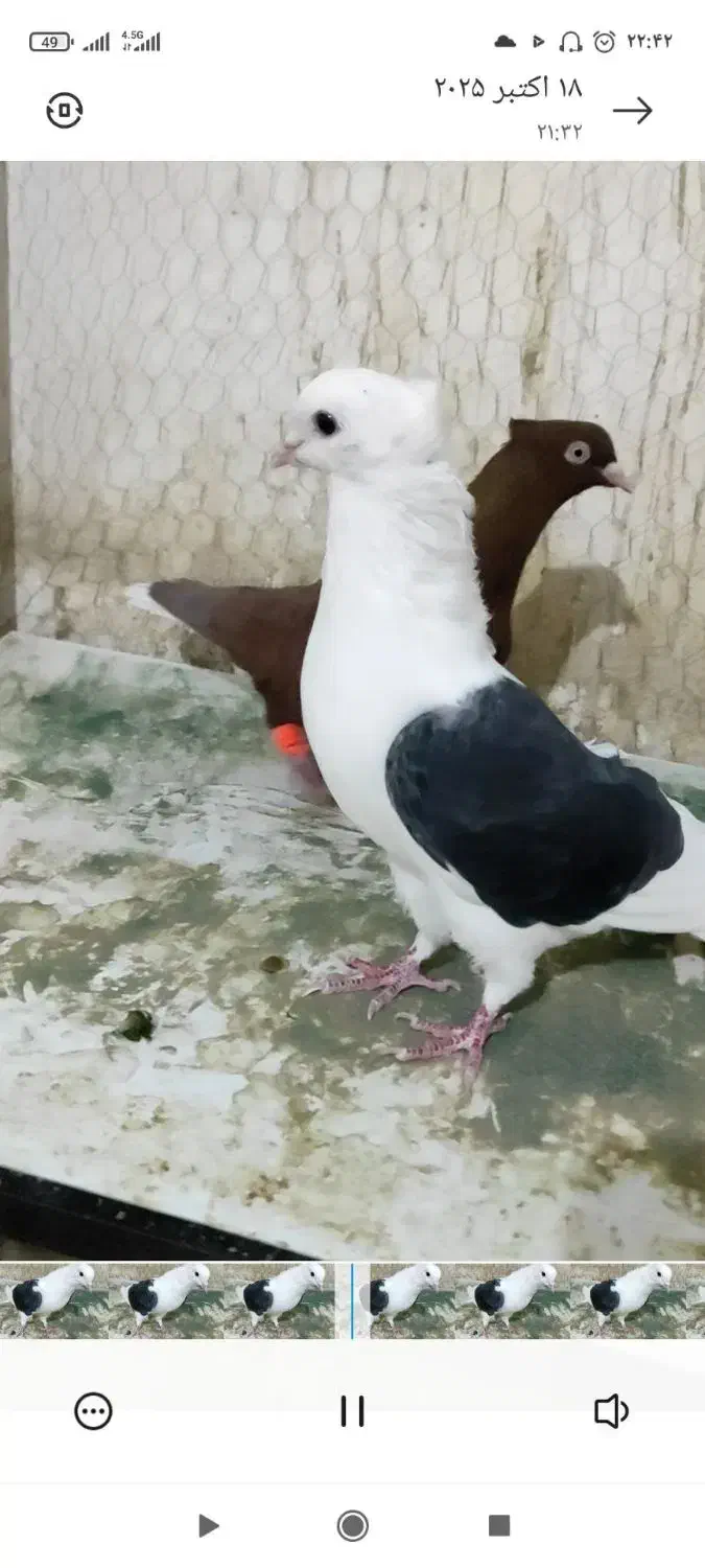 پشت کاکلی نر|پرنده|فرح دشت, |دیوار