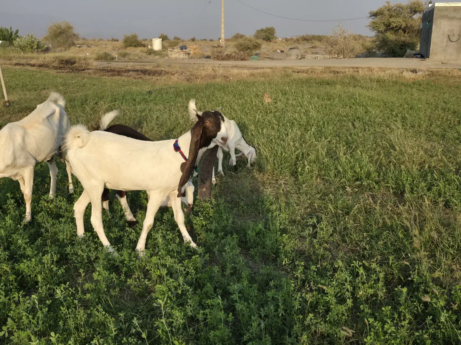 بز و کهره پاکستانی اصل اصل|حیوانات مزرعه|بندرعباس, |دیوار