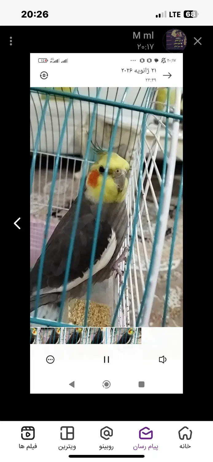 گمشده|حیوانات|ایلام, |دیوار