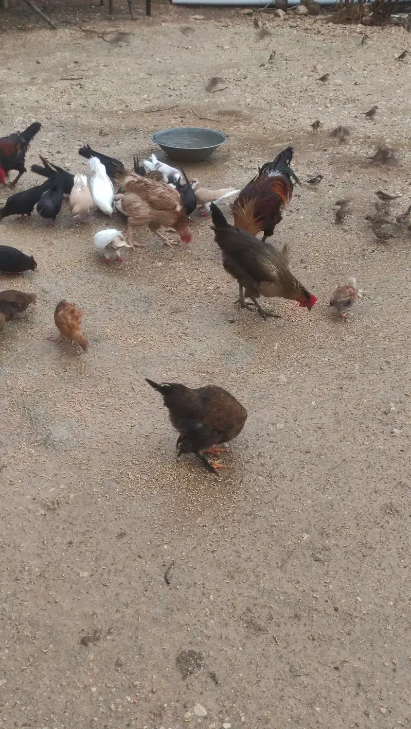 مرغ و خروس|حراج|دهدشت, |دیوار