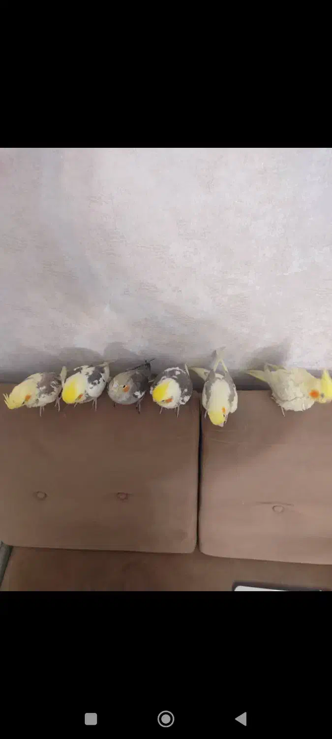 عروس هلندی|پرنده|تهران, وحیدیه|دیوار