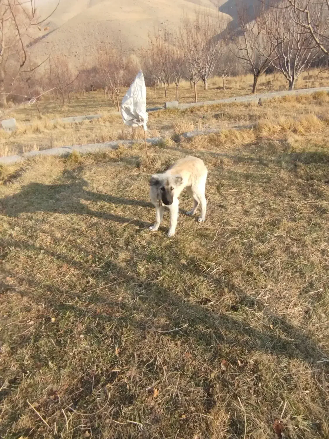 سگ سرابی توله|سگ|باسمنج, |دیوار