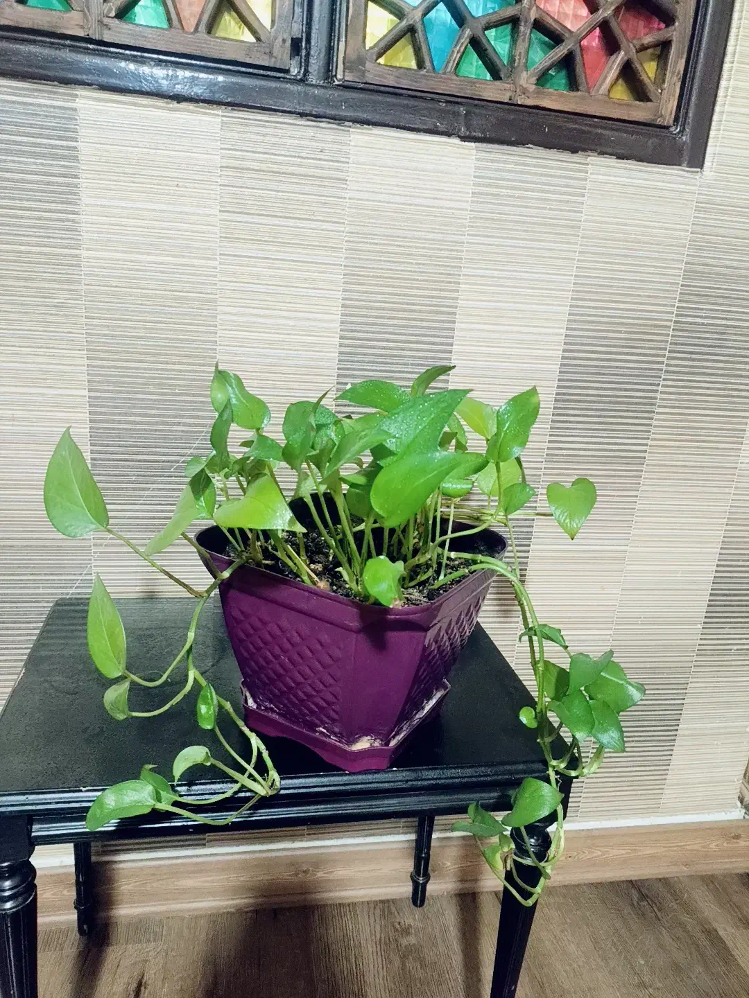 گل پتوس|گل و گیاه طبیعی|تهران, افسریه شمالی|دیوار