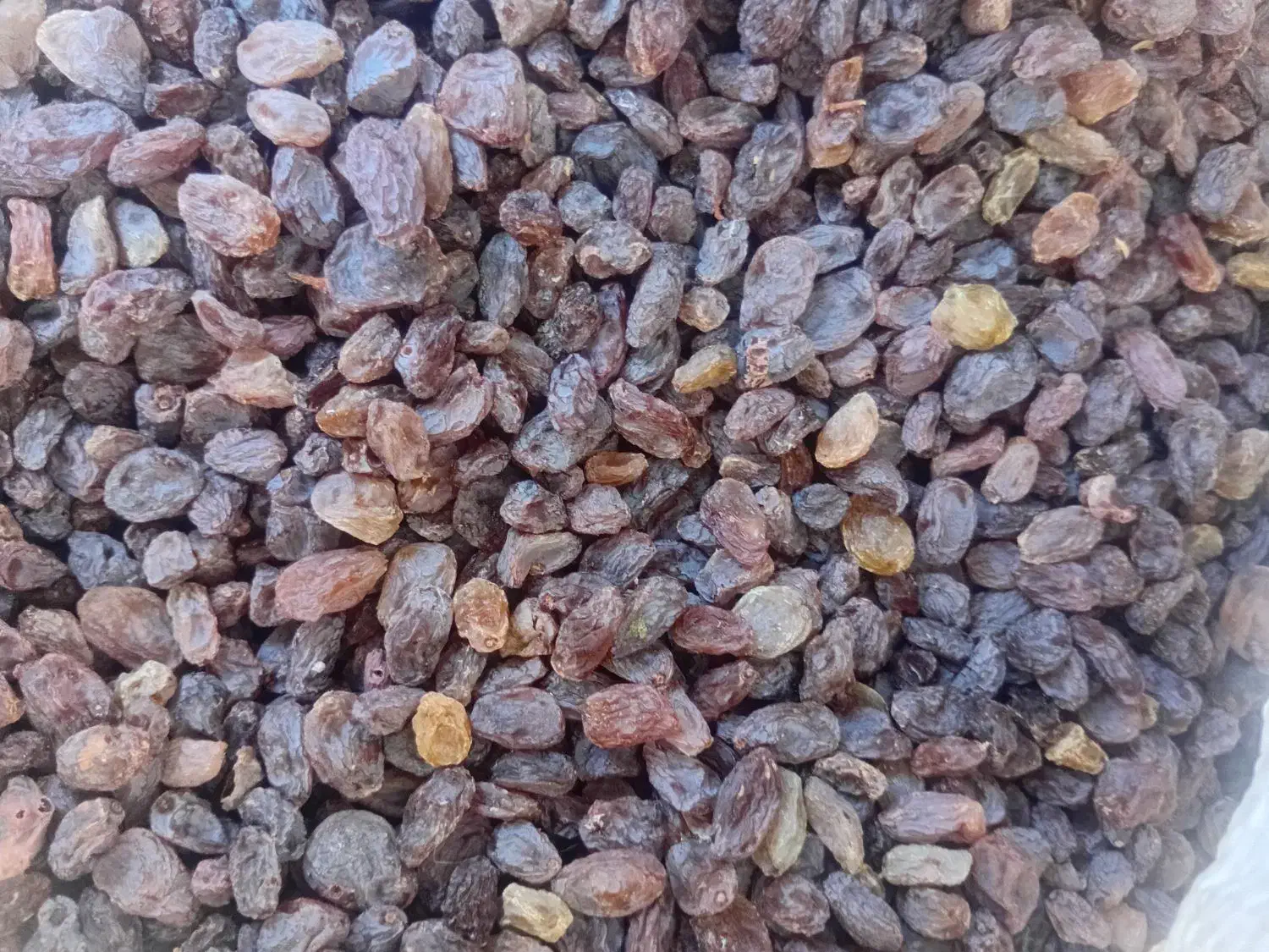 فروش آفتابی تمیز شده و بدون چوب|خوردنی و آشامیدنی|بوانات, |دیوار