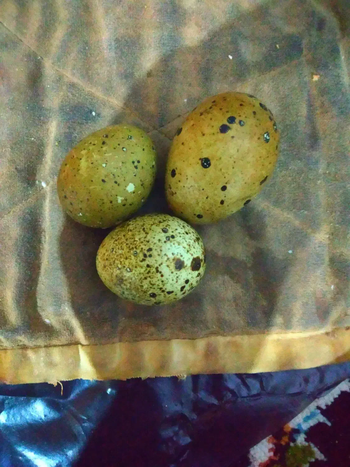 بلدرچین  تخم هست|پرنده|خاش, |دیوار