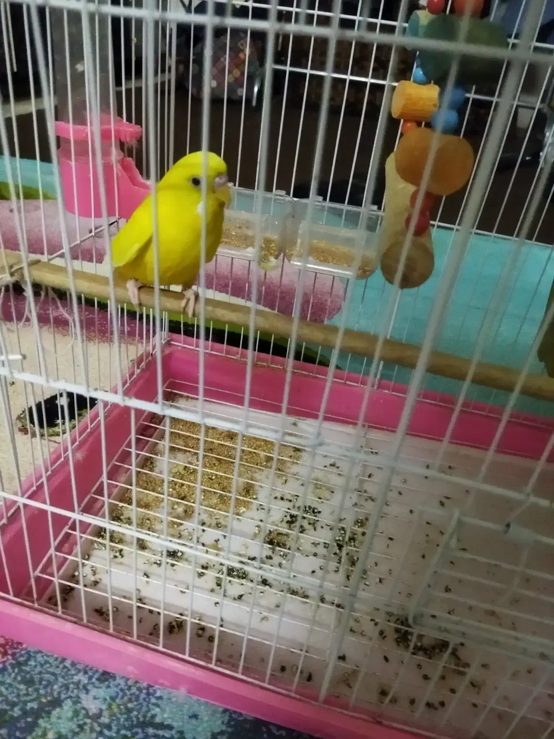 مرغ عشق نر|پرنده|گتوند, |دیوار