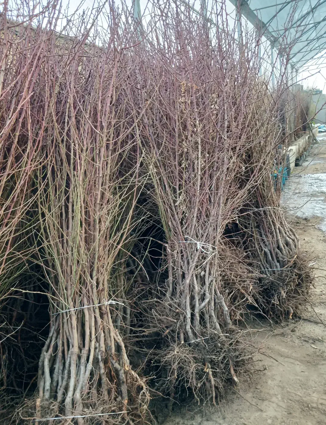 نهال بادام تونو و سوپرنوا|خدمات باغبانی و درختکاری|یاسوج, |دیوار