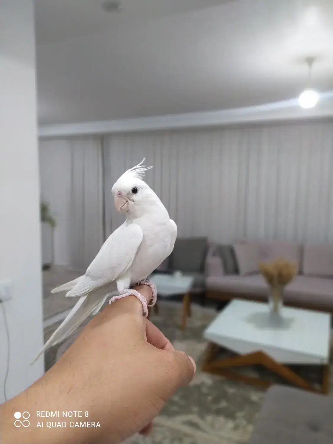 عروس هلندی مولد و تک|پرنده|تاکستان, |دیوار