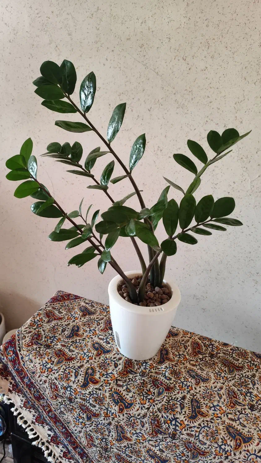 فروش انواع گلهای هیدروپونیک شده و خاکی|گل و گیاه طبیعی|نائین, |دیوار