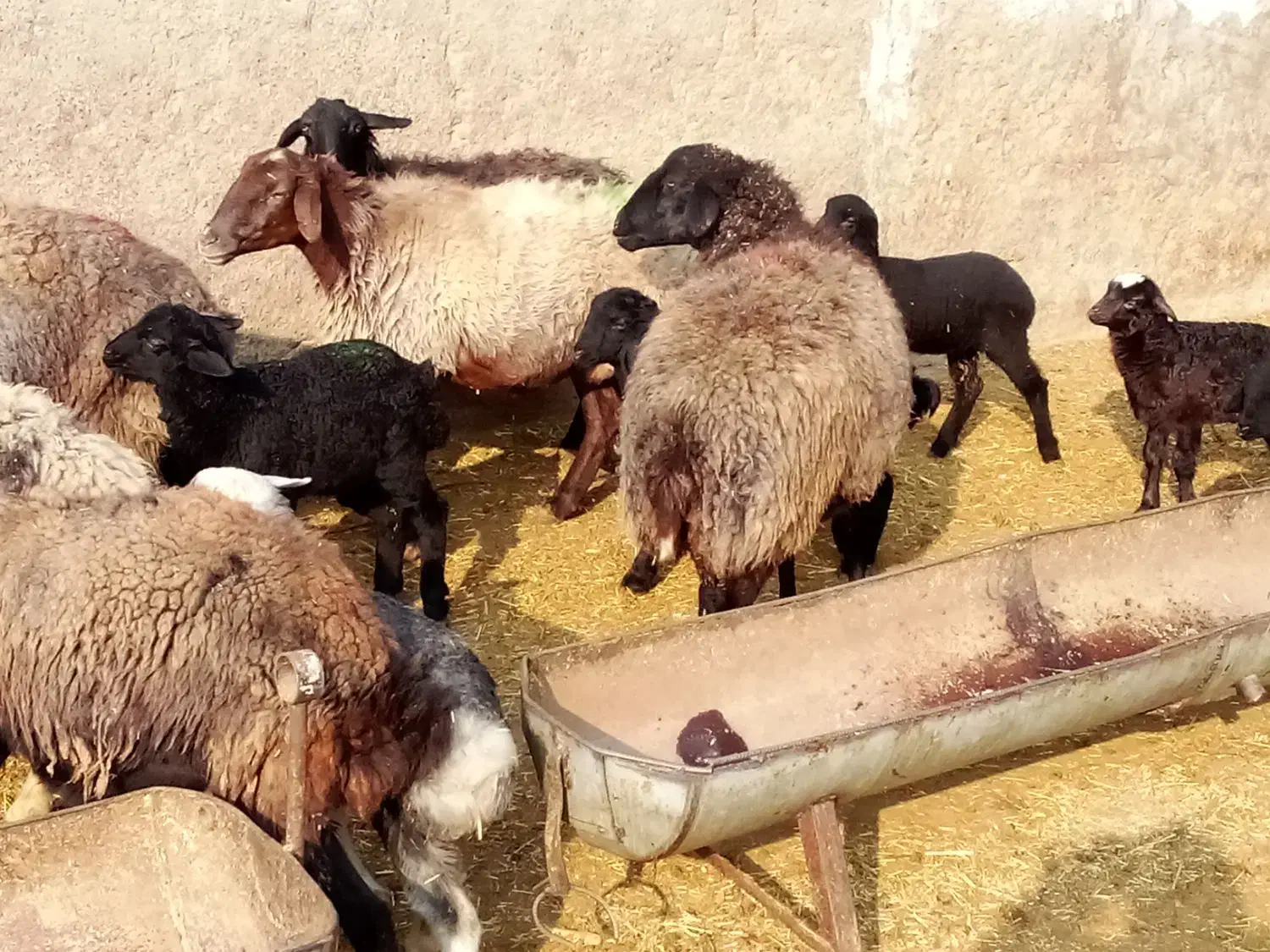 28راس زایده 5راس ابستن|حیوانات مزرعه|قنوات, |دیوار