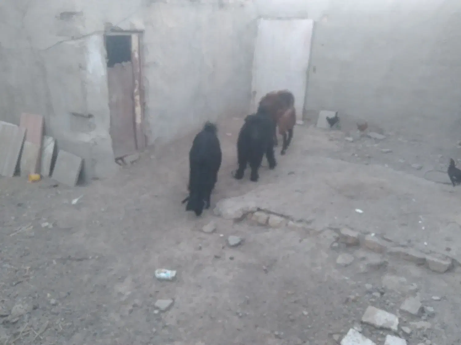 حیوانات مزرعه|حیوانات مزرعه|تیمور آباد, |دیوار