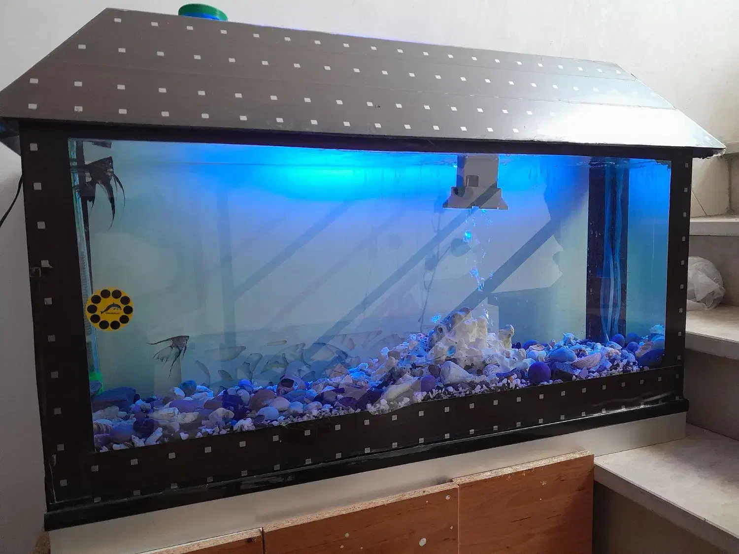 آکواریوم|ماهی|خرم‌آباد, |دیوار