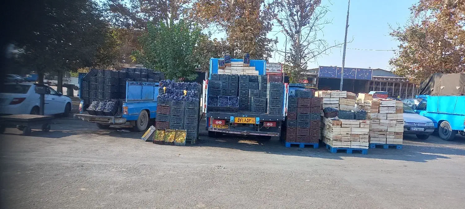 انگور دیم شانی شاهانی سردشت|خوردنی و آشامیدنی|کرج, میدان میوه و تره بار مرکزی|دیوار