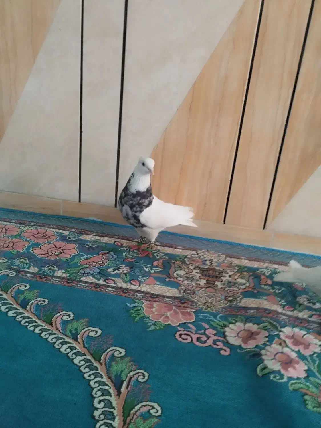 طوقی|حیوانات|اهواز, اهواز|دیوار