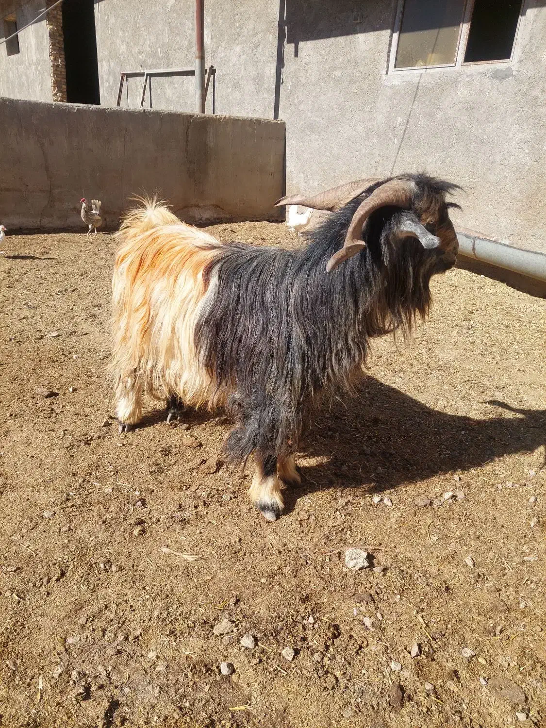 چپش نر|حیوانات مزرعه|شهرکرد, |دیوار