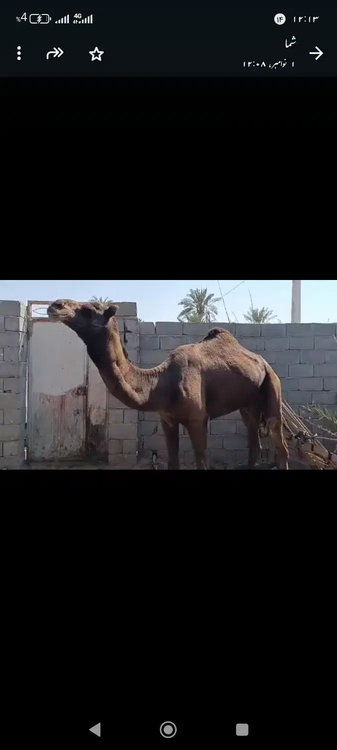 شتر ۷سال|حیوانات مزرعه|تخت, |دیوار