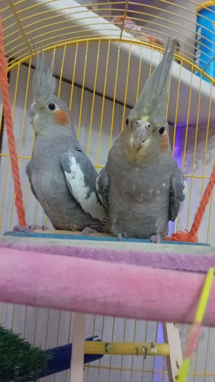 یه جفت عروس هلندی با قفس و لوازم|پرنده|فردیس, شهرک ارم|دیوار