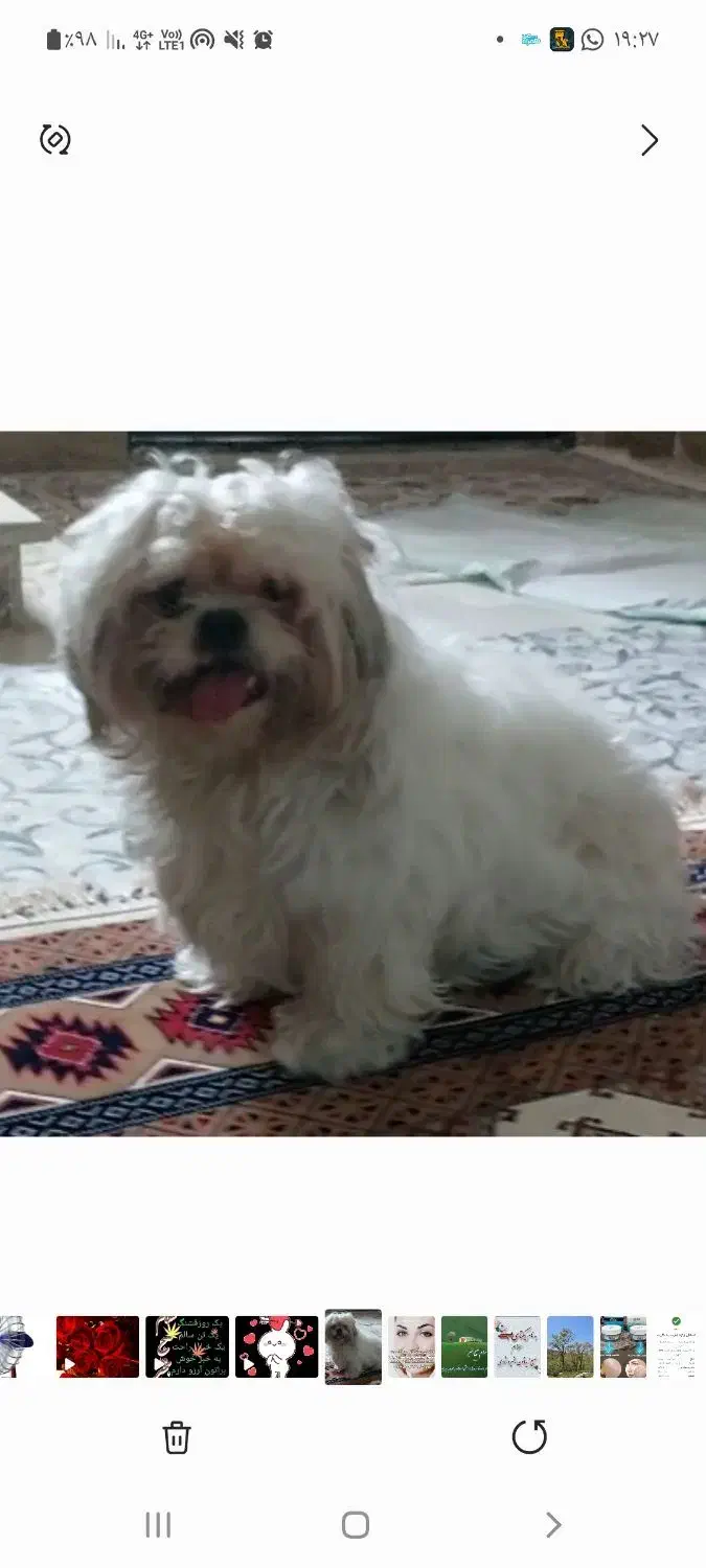 سگ شیتزو به علت جا به جایی|سگ|گنبد کاووس, |دیوار