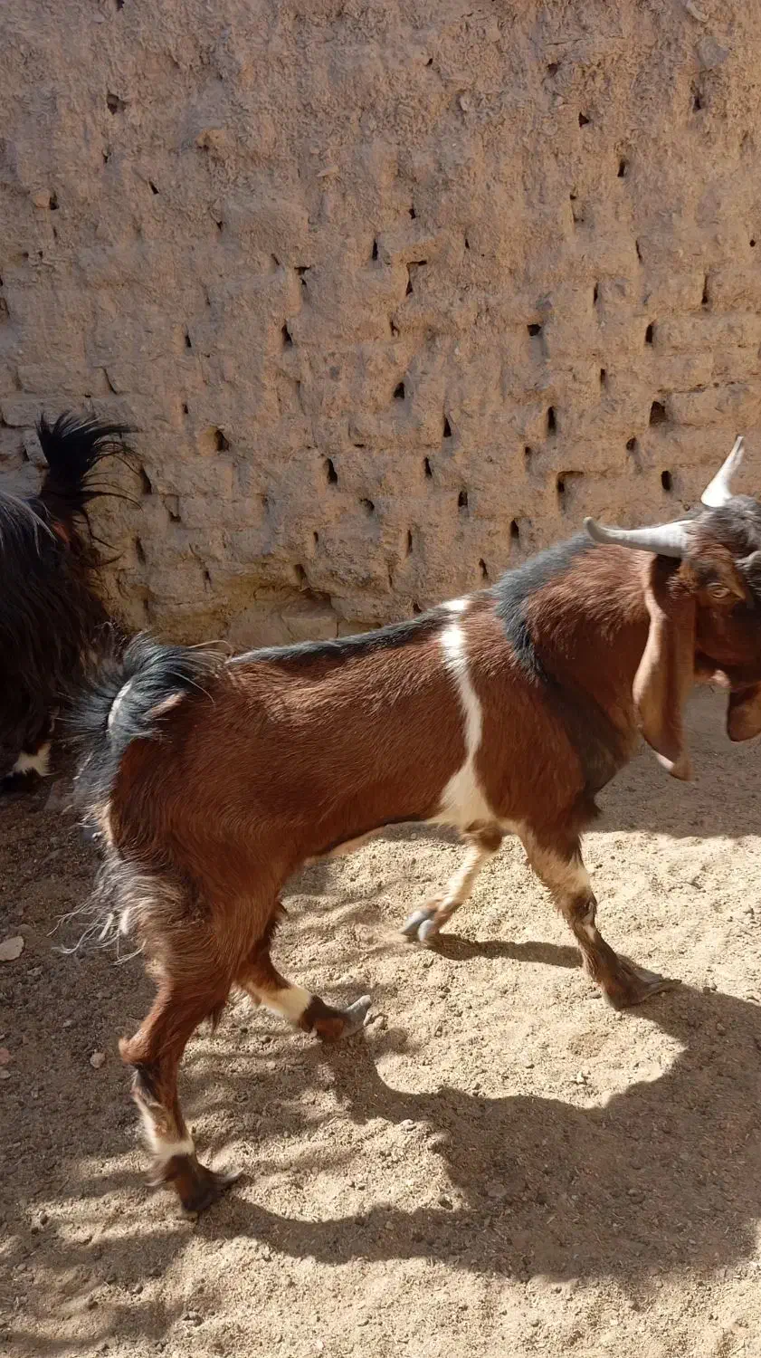 بز نر|حیوانات مزرعه|سراوان, |دیوار